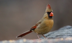 Normal colored female northern cardinal Matt MacGillivray