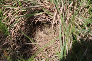 Kirtland's Warbler Nest. Photo: Ashley Hannah 2014